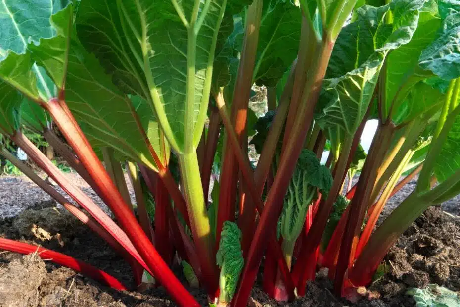 Rhubarb, fruit or vegetable? A complete guide to harvesting and processing