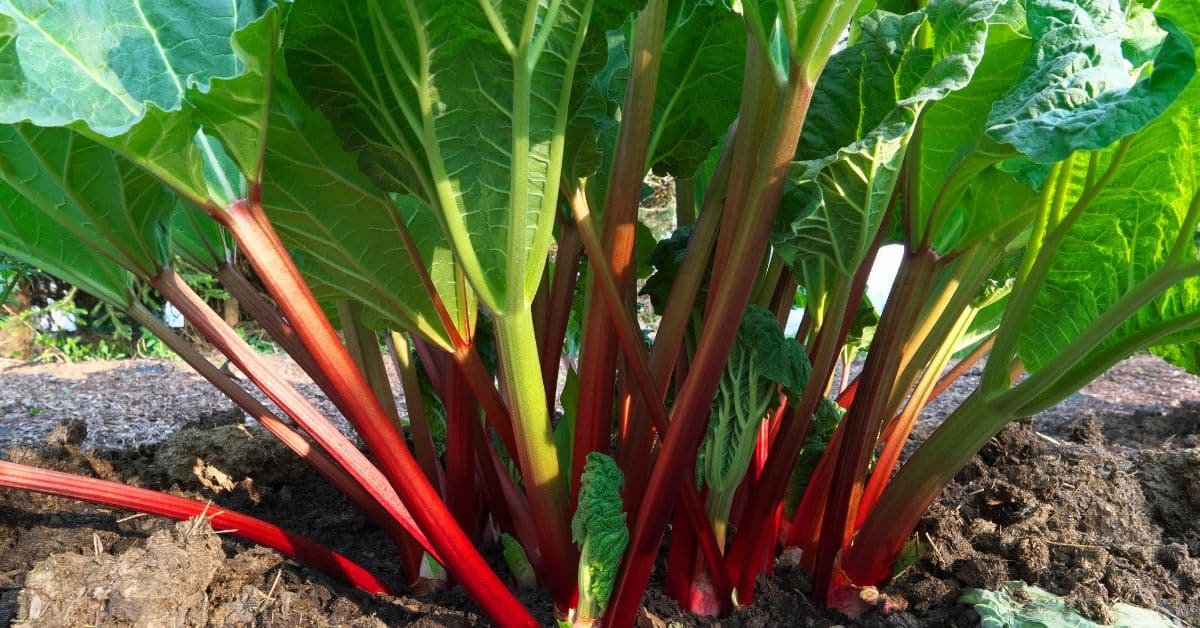 Rhubarb, fruit or vegetable? A complete guide to harvesting and processing